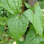 Mikania scandens Leaf