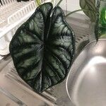 Alocasia baginda Levél