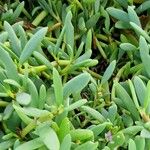 Sesuvium portulacastrum Folha