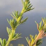 Vogtia annua Likasa