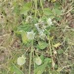 Hyptis capitata Blüte