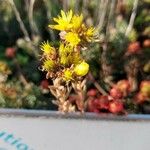 Petrosedum montanum Blüte