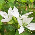 Bauhinia lunarioides Blüte