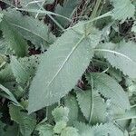 Cirsium oleraceum ഇല