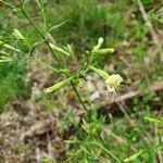 Silene nemoralis Flors