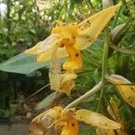 Stanhopea jenischiana