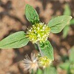 Mitracarpus hirtus Flower