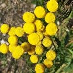 Tanacetum vulgareКветка