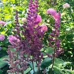 Astilbe japonica Lorea