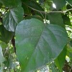 Croton guatemalensis Leaf