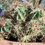 Ferocactus emoryi Leaf