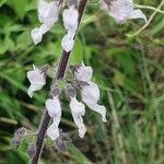 Orthosiphon rubicundus Flower