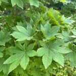 Acer sieboldianum Blad