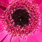 Gerbera jamesonii Fleur