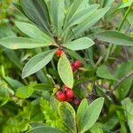 Daphne alpina Flors