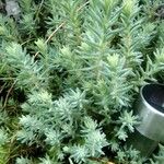 Sedum rupestre 整株植物