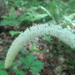 Chamaelirium luteum Fiore
