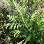 Achillea filipendulina برگ