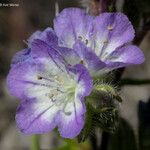 Phacelia linearis Flor