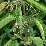 Urtica dioica Leaf