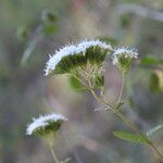 Stevia ovata Žiedas