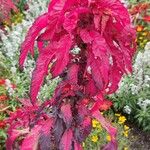 Amaranthus tricolor Ліст