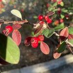 Cotoneaster pannosus Fruit