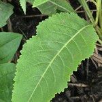 Parthenium integrifolium पत्ता