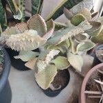 Kalanchoe beharensisLevél