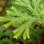 Selaginella concinna Hoja