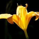 Hemerocallis lilioasphodelus फूल