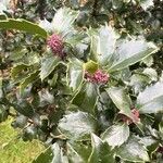 Ilex meserveae Flower