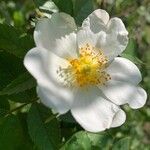 Rosa caninaFlower