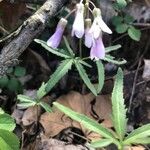 Cardamine concatenata 葉