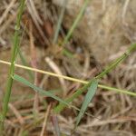 Melinis repens Leaf