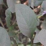 Barleria cristata Blatt