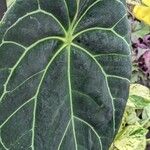 Anthurium crystallinum Hoja