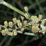 Aquilegia canadensis Fruit