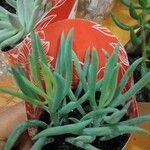Dudleya edulis Hoja