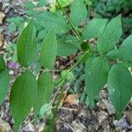 Lathyrus venetus Blad