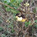 Solanum linnaeanumFrutto