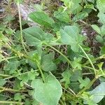 Rumex scutatus Hoja