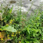 Scrophularia oblongifolia Hábitos