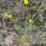 Thelesperma megapotamicum Habitatea