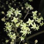 Phelline macrophylla Blomma