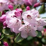 Rhododendron callimorphum Flower