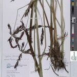Cyperus aterrimus Sonstige