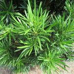 Podocarpus macrophyllus 葉