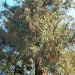 Eucalyptus siderophloia