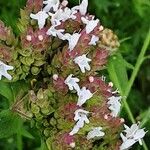 Origanum majorana Λουλούδι